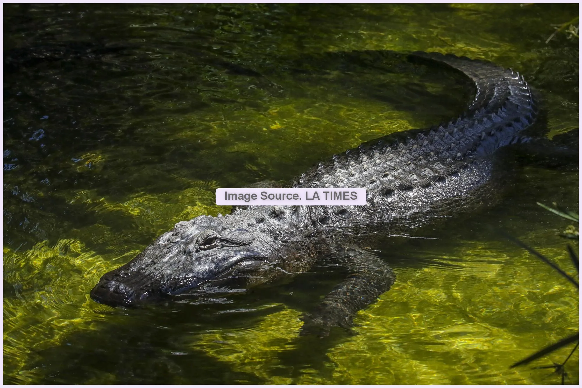 Alligators_8