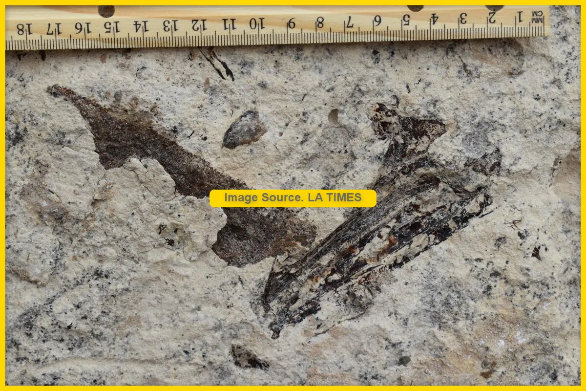 fossilized_2